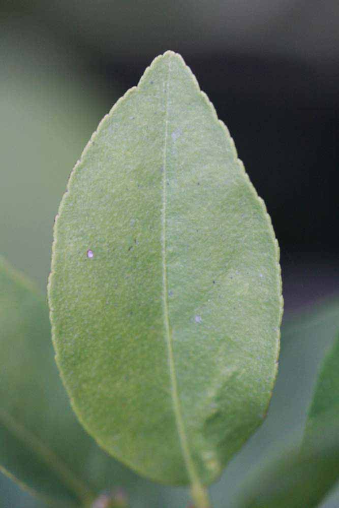            Unifoliolate leaf (Stow #7, Riverside, CA)   